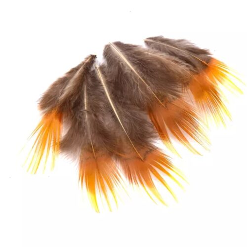 Plumes de faisan doré orange x20
