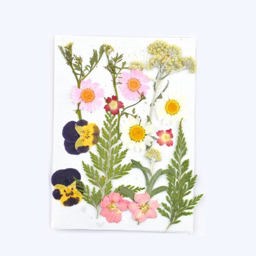 Planche moyenne de fleurs séchées pressées avec pensées X1