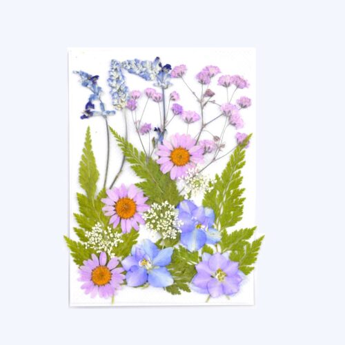 Planche de fleurs séchées pressées parme x1