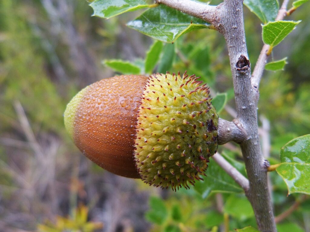 cupules de gland