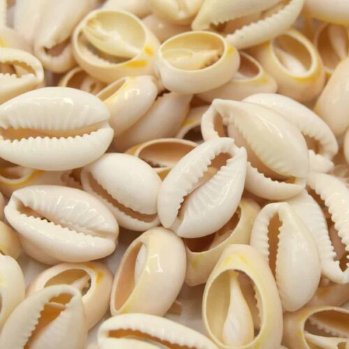 Cauris coquillage 16~18mm beige