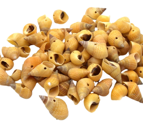 Coquillages naturel cône beige percés.