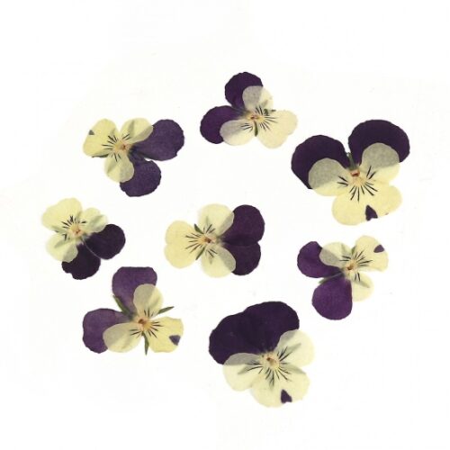 fleurs séchées pensées violettes et blanches