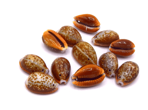 Cauris coquillage naturel tacheté marron percé