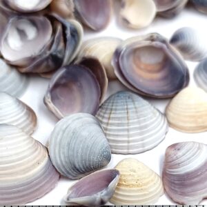 coquillage naturel clams pour activité créatives