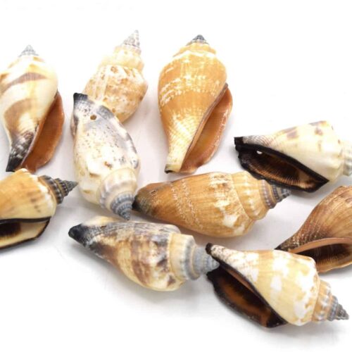 Coquillages Cônes naturels percé mixtes 35~40 mm