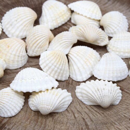 Coquillages de mer naturels non percé 40~54