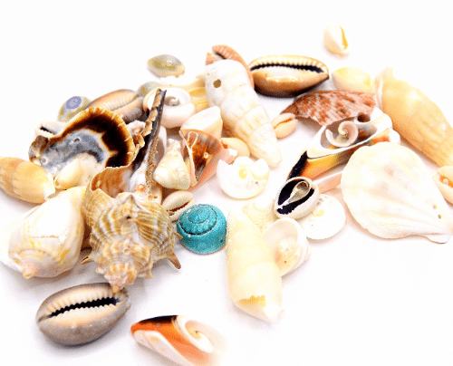 Coquillages mixtes  pour décoration et fabrication de bijoux
