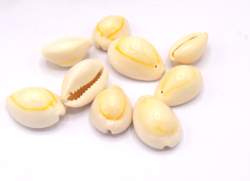 Gros Cauris coquillage beige  percés ~ 21~23 mm