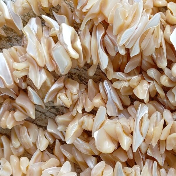 perle de coquille tronchide beige irrégulière forme pétale