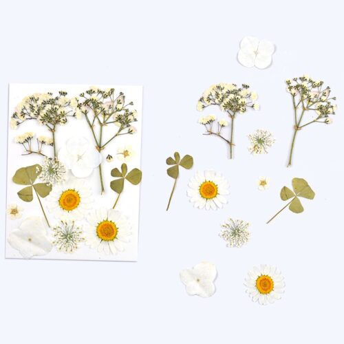 Planche de fleurs séchées & pressées blanc x1
