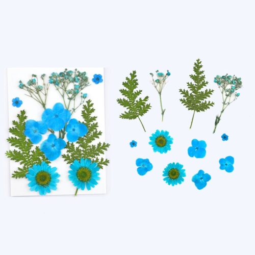 Planche de fleurs séchées & pressées bleu x1