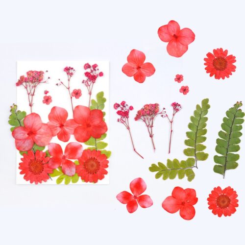 Planche de fleurs séchées & pressées rouge x1