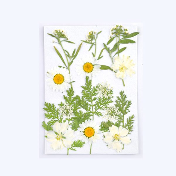 Planche de fleurs séchées pressées blanc pour résine x1