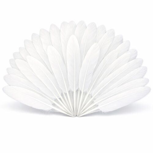 Plumes d'oie blanches disposées en éventail sur un fond blanc pur, montrant la texture soyeuse et la forme régulière des plumes