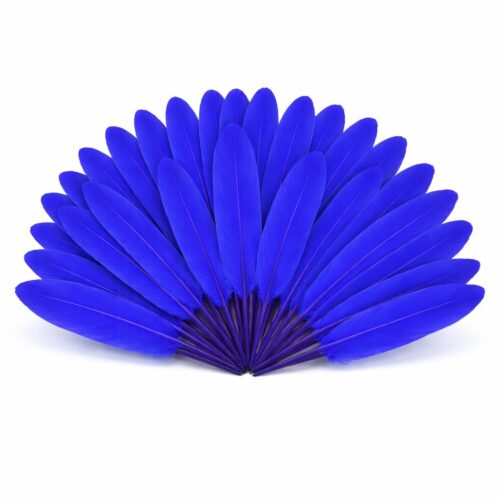 Plumes d'oie bleu roi disposées en éventail sur un fond blanc pur, montrant la texture soyeuse et la forme régulière des plumes