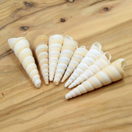 COQUILLAGE TURRITELLA CONE NON PERCE BEIGE