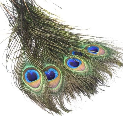Plumes de paon naturelles  ~25~30 cm