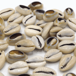 coquillage cauris naturel ouvert pour bijoux