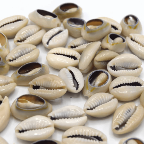 coquillage cauris naturel ouvert pour bijoux