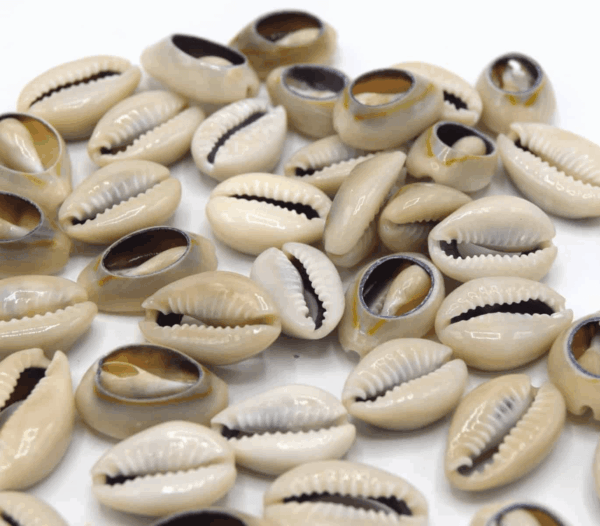 coquillage cauris naturel ouvert pour bijoux
