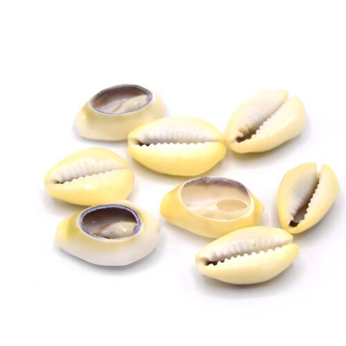 cauris jaune coquillage naturel