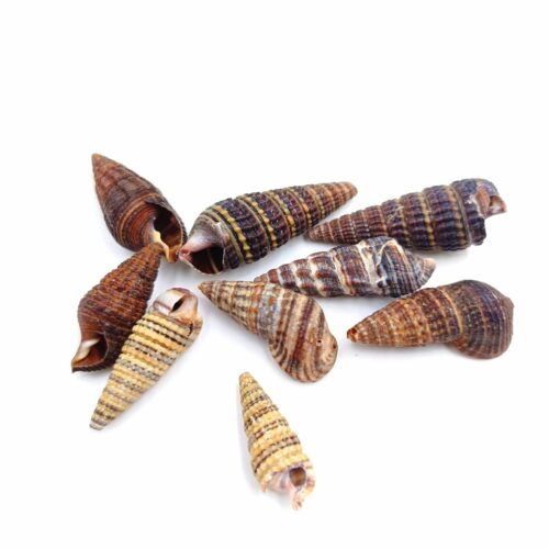 20 Coquillages cône Terebra Auger Black non percés pour création bijoux et décoration