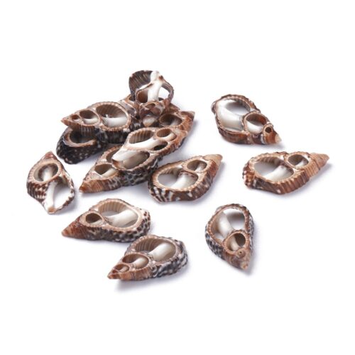 Perles de coquillage en spirale naturelle, non percés