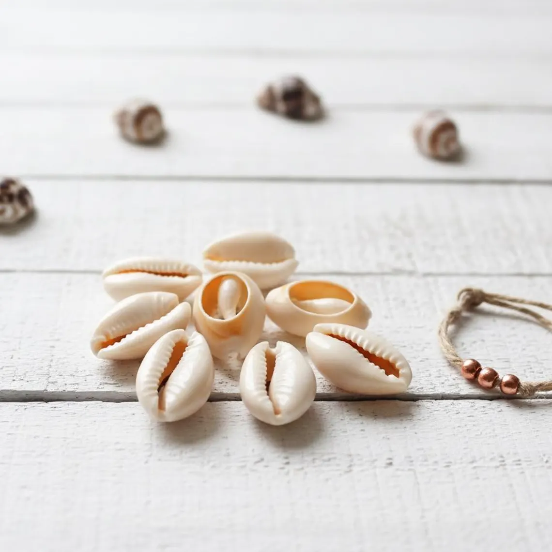 Coquillages Cauris Véritables – Dos Ouvert – Blanc Crème (~20mm) x50 – Image 2