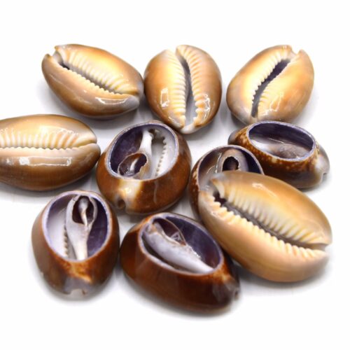 coquillage cauris marron coupé