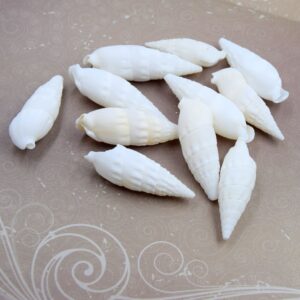 Lot de 5 coquilles de trochide naturelle, blanche, forme spirale sans trou 30~38 mm, fabrication bijoux diy et décoration.