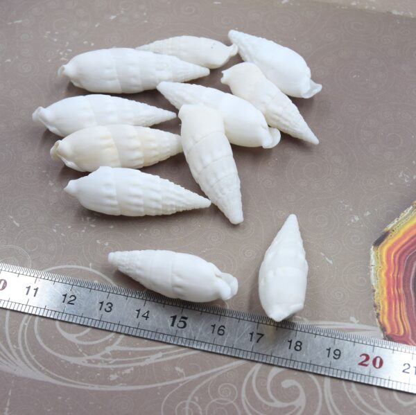 Lot de 5 coquilles de trochide naturelle, blanche, forme spirale sans trou 30~38 mm, fabrication bijoux diy et décoration.