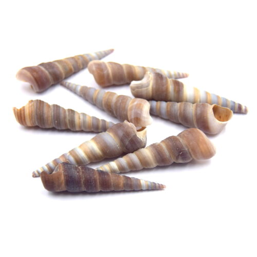 Coquillages Turritella, cône spirale non percés x5