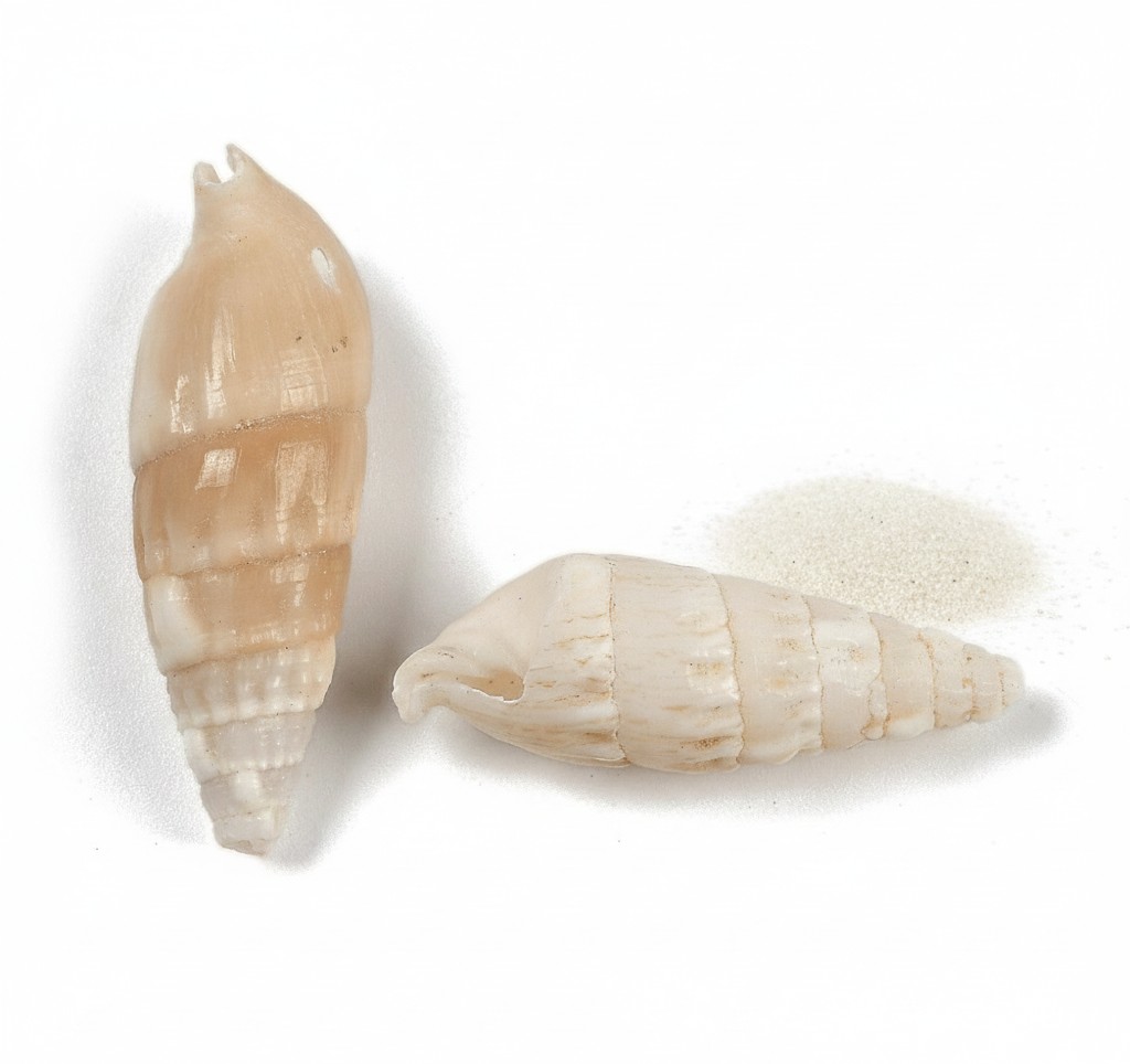 coquillage cone percé pour création de bijoux et loisirs créatifs décoration d'intérieur