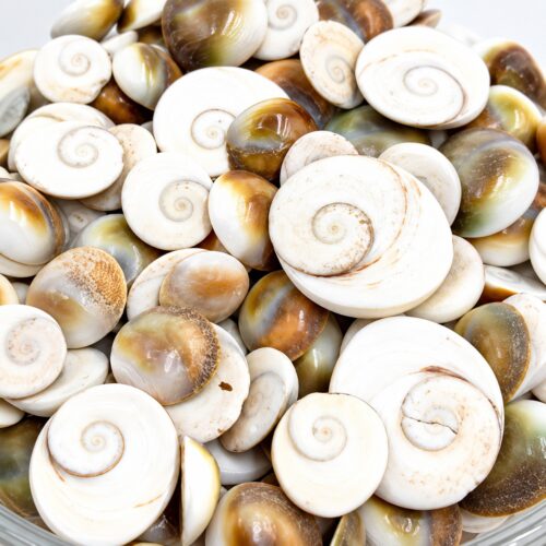 coquillages oeil de sainte lucie tropical sans trou