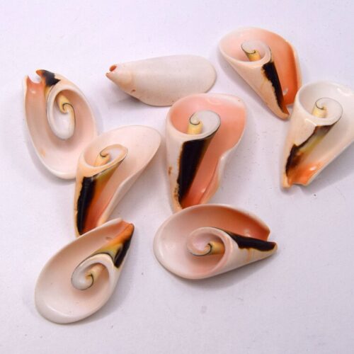 Grosses Perles Coquillages puka spirale coupé