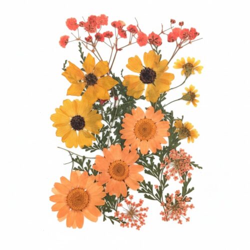 Planche de fleurs séchées pressées naturelles thématique orange et jaune pour création en résine.
