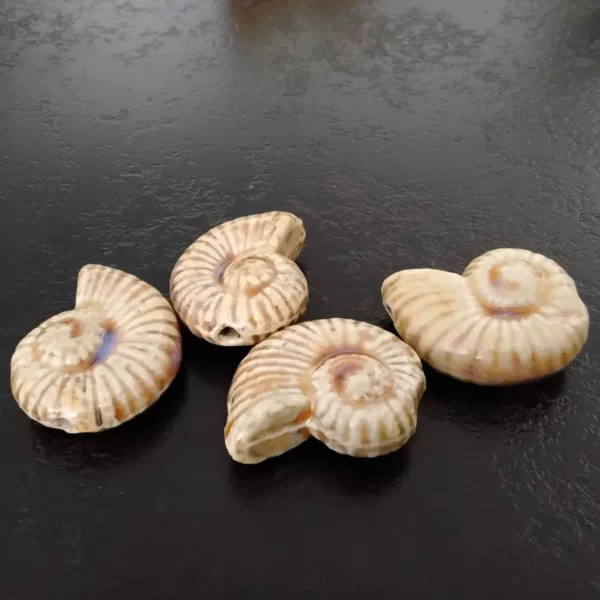 Perles Porcelaine Émaillée Antique Escargot de Mer Beige X2 – Image 2
