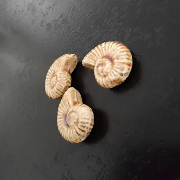 Perles Porcelaine Émaillée Antique Escargot de Mer Beige X2 – Image 3