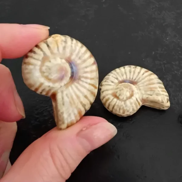 Perles Porcelaine Émaillée Antique Escargot de Mer Beige X2 – Image 4