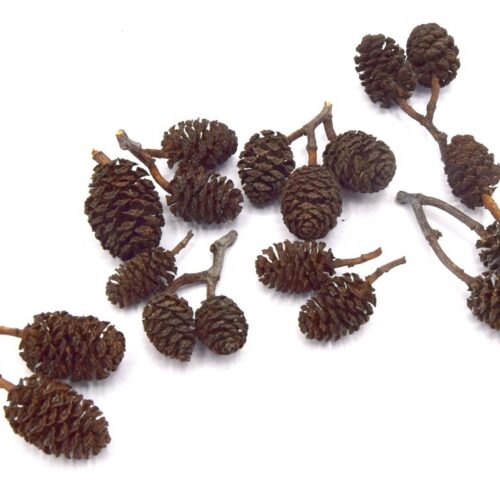Mini pommes de pin naturelles – Origine France x20