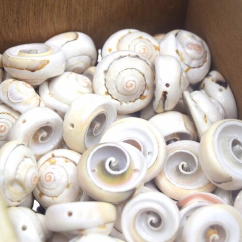 PERLE COQUILALGE OEIL DE SHIVA, coquillage spiral formant un oeil percé de part en part