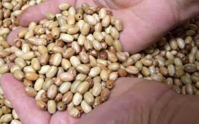 L’Âme du Frêne Corse : 3 Étapes entre Artisanat et Solaire pour des Perles Uniques