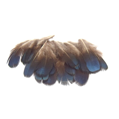 Plumes bleues naturelles