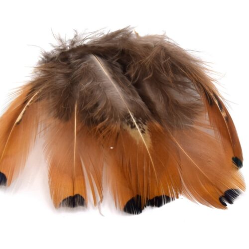 Plumes de Faisan royal